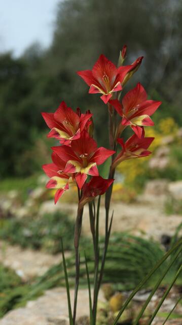 Gladiolus huttonii