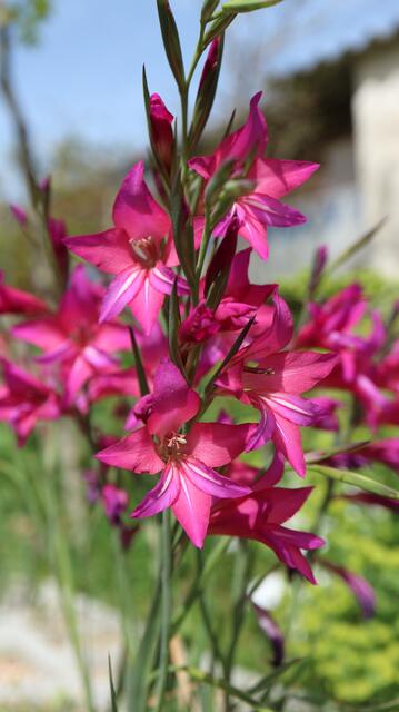 Gladiolus illyricus