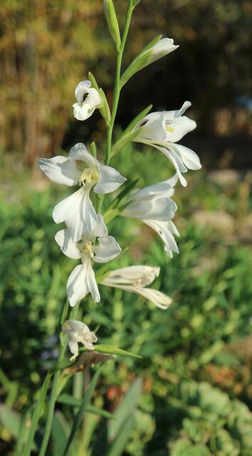 Gladiolus illyricus f. alba