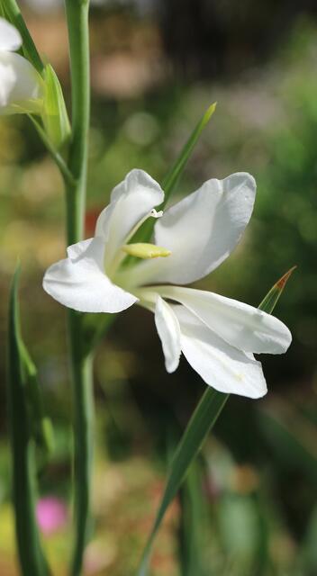 Gladiolus illyricus f. alba / ex Mallorca