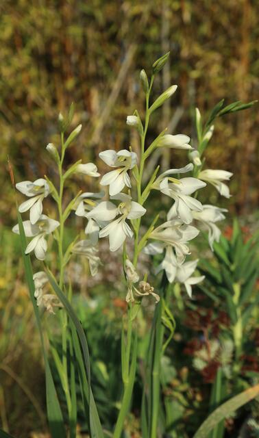 Gladiolus illyricus f. alba / ex Mallorca