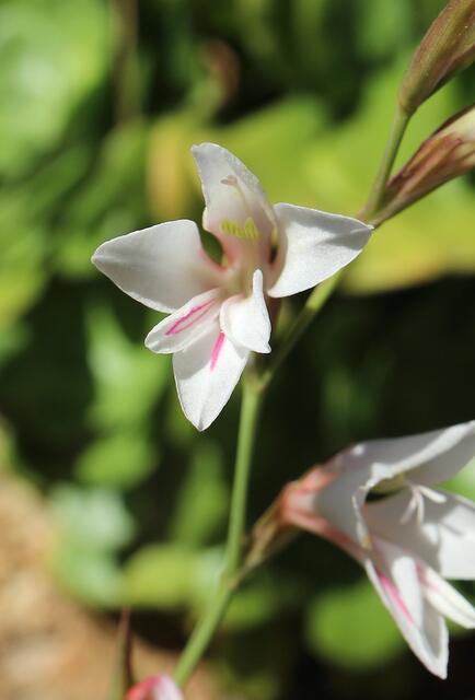 Gladiolus illyricus - light pink