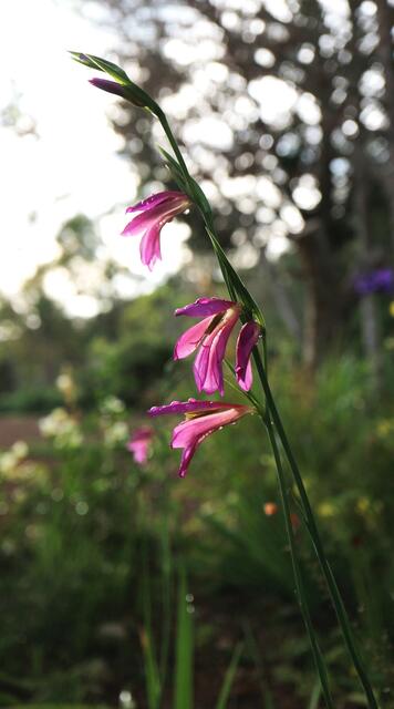Gladiolus italicus