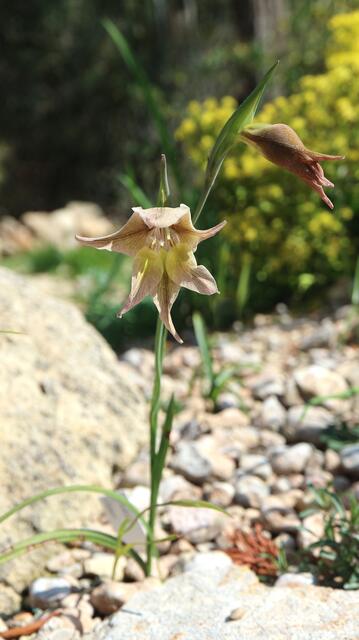 Gladiolus liliaceus