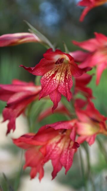 Gladiolus maculatus x priorii (wild cross)
