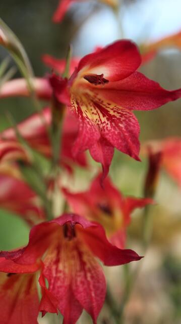 Gladiolus maculatus x priorii (wild cross)