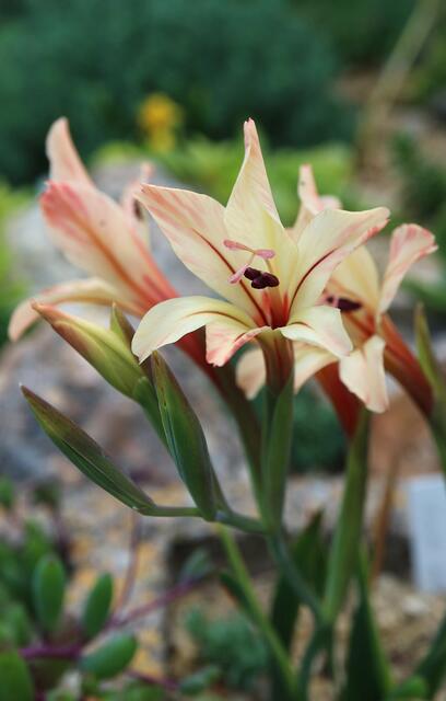 Gladiolus miniatus - Cream