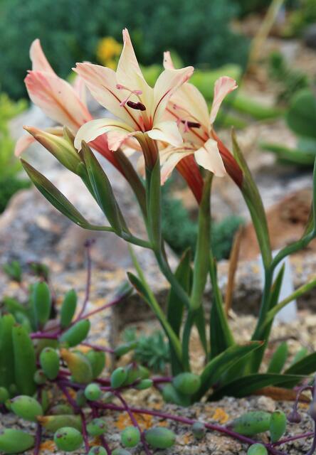 Gladiolus miniatus - Cream