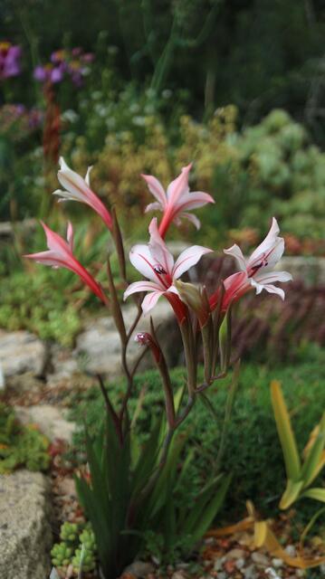 Gladiolus miniatus - Pink
