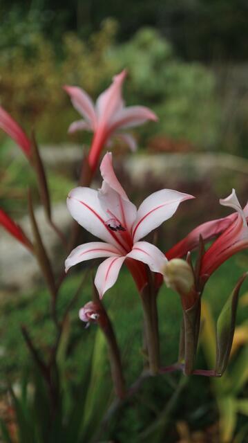Gladiolus miniatus - Pink