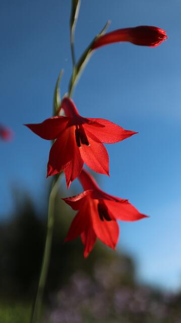 Gladiolus priorii