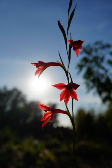 Gladiolus priorii