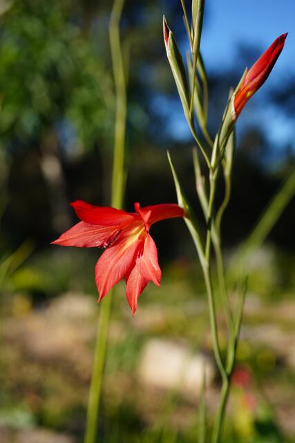 Gladiolus priorii