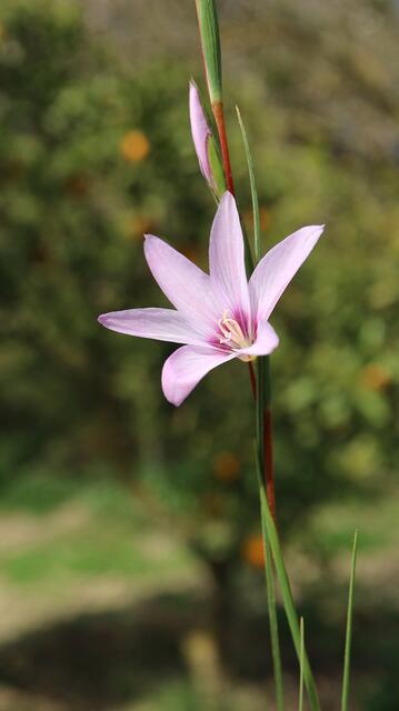 Gladiolus quadrangulus