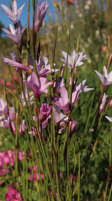 Gladiolus quadrangulus