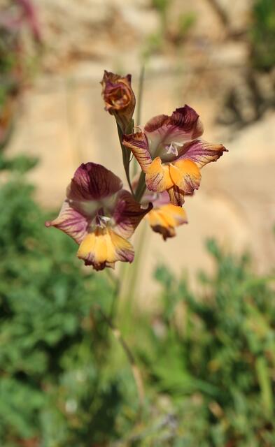 Gladiolus sp