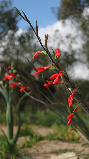 Gladiolus splendens