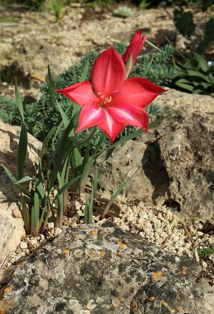 Gladiolus stephaniae