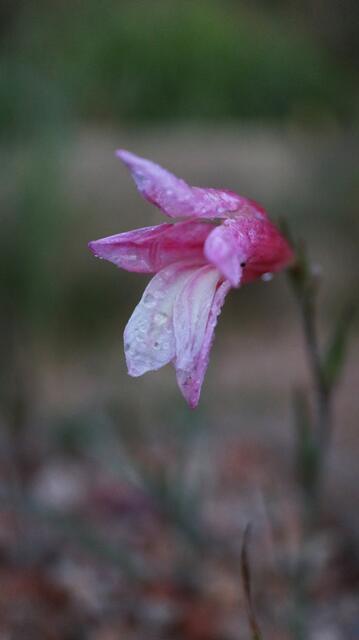 Gladiolus trichophyllus