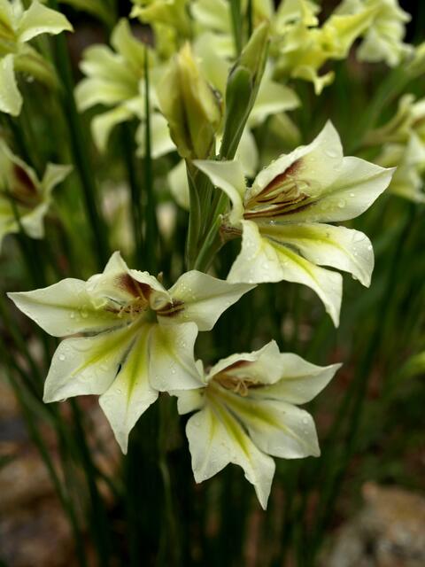 Gladiolus tristis