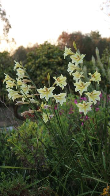 Gladiolus tristis