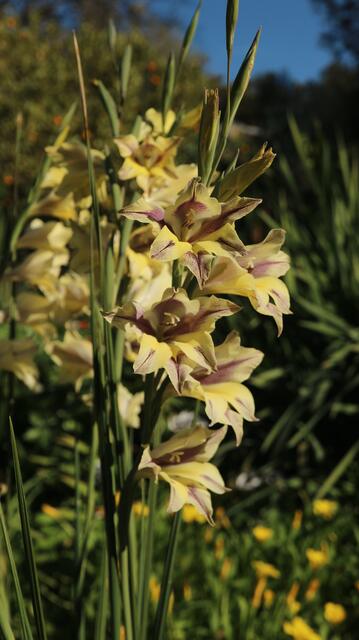 Gladiolus tristis (Spontaneous colour morph)