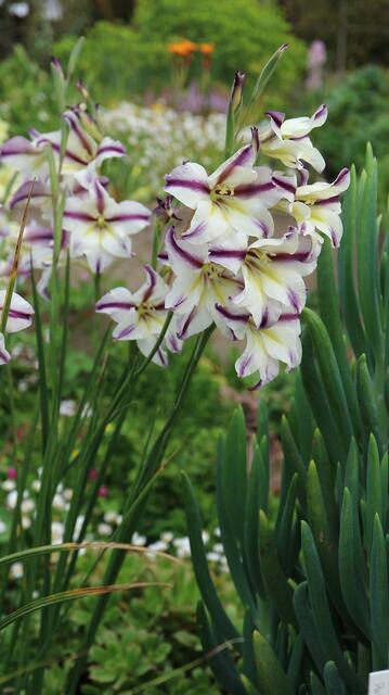 Gladiolus tristis x 'Purple Stripe'