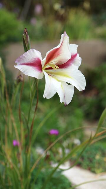 Gladiolus tristis x 'Red Stripe'