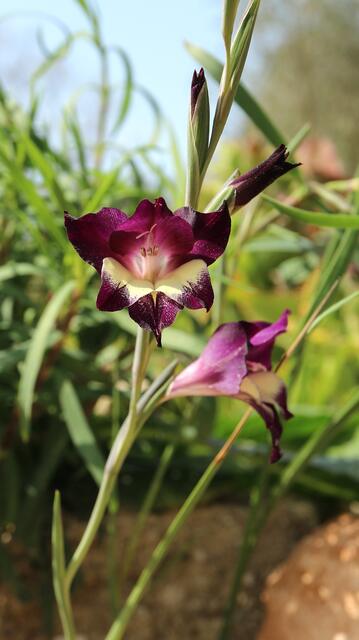 Gladiolus tristis x ( Spontaneous garden cross)