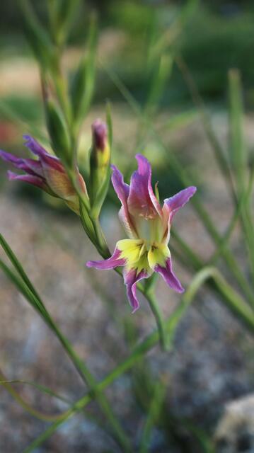 Gladiolus venustus