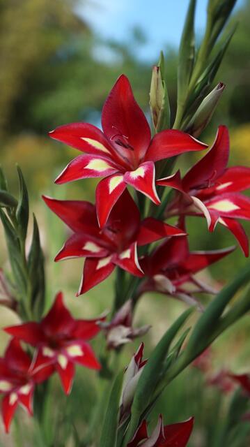 Gladiolus x colvillei 'Ruber'