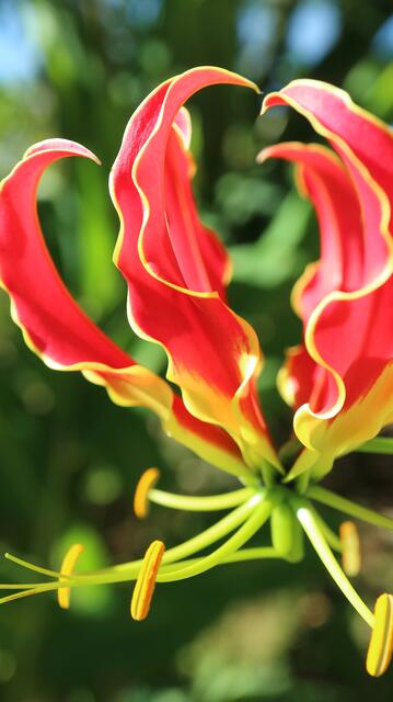 Gloriosa superba