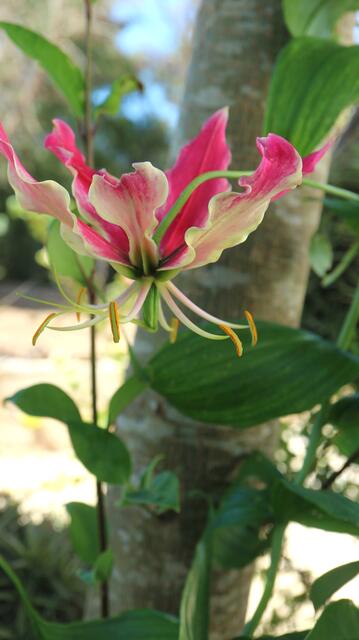 Gloriosa superba - Pink-Yellow