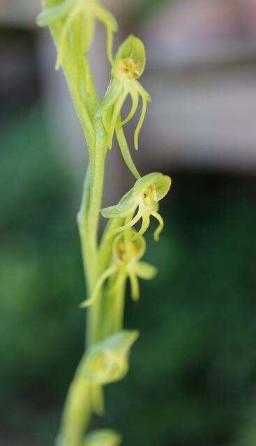 Habenaria trydactylites
