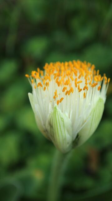 Haemanthus albiflos