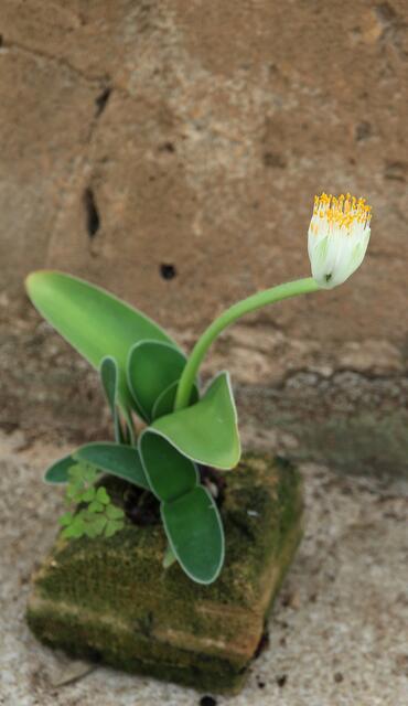 Haemanthus albiflos