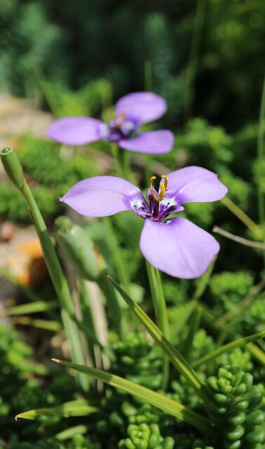 Herbertia lahue