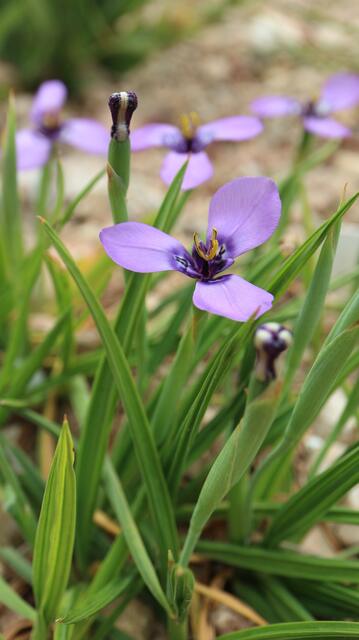 Herbertia lahue