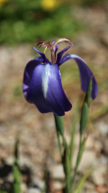 Herbertia pulchella