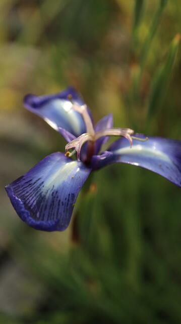Herbertia pulchella