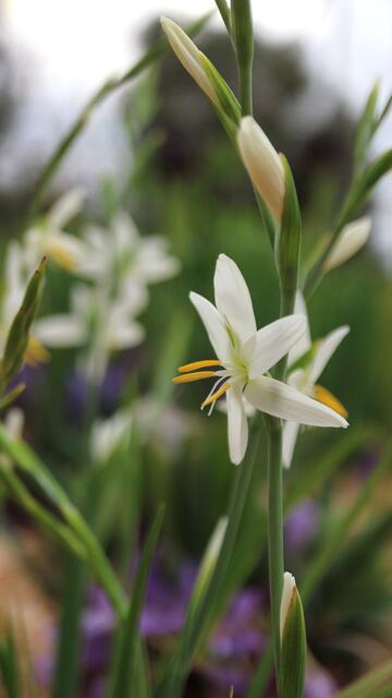 Hesperantha bachmanii