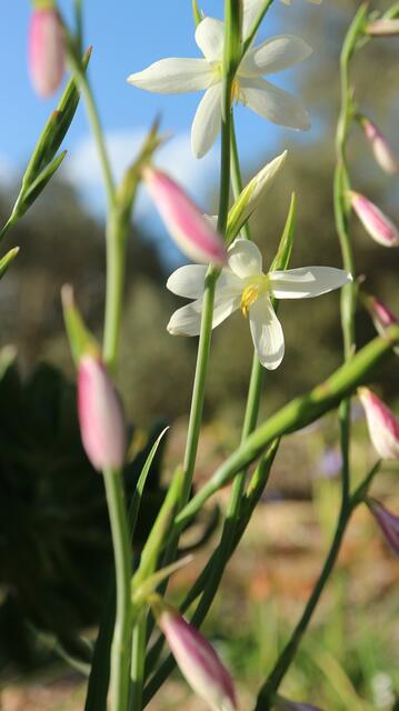 Hesperantha bachmanii
