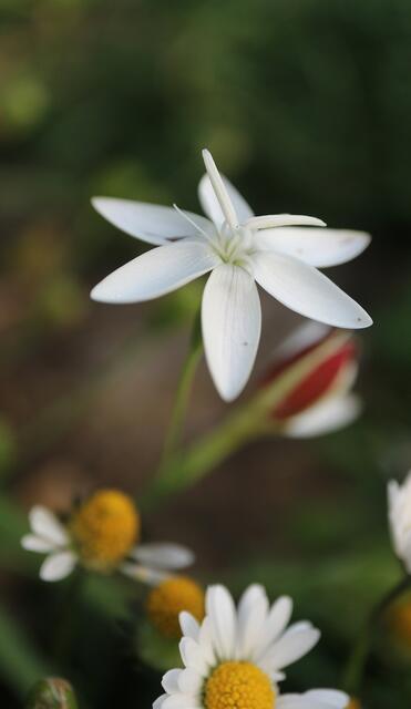 Hesperantha cucullata