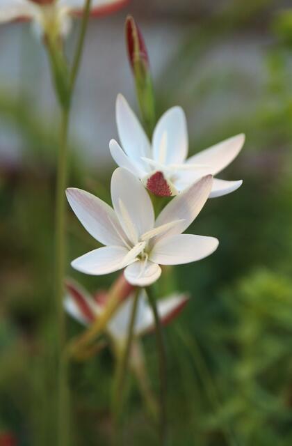 Hesperantha cucullata