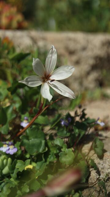 Hesperantha muirii
