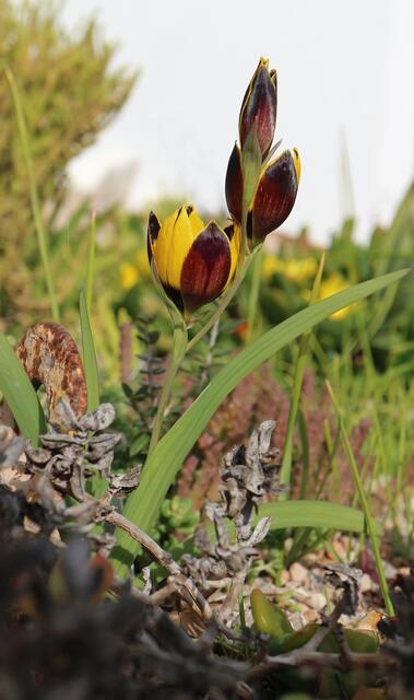 Hesperantha vaginata