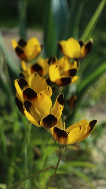 Hesperantha vaginata