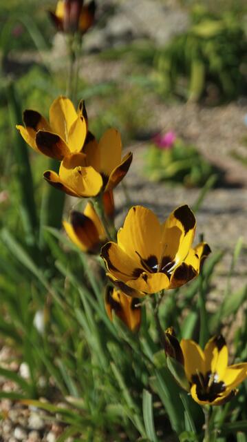 Hesperantha vaginata