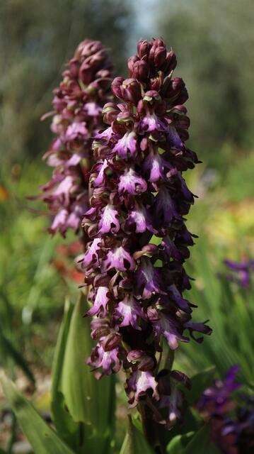 Himantoglossus robertianum