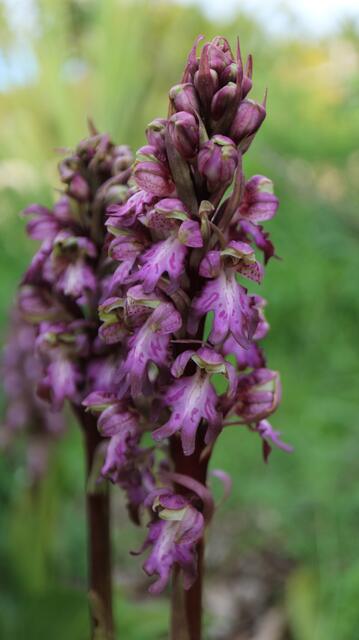Himantoglossus robertianum